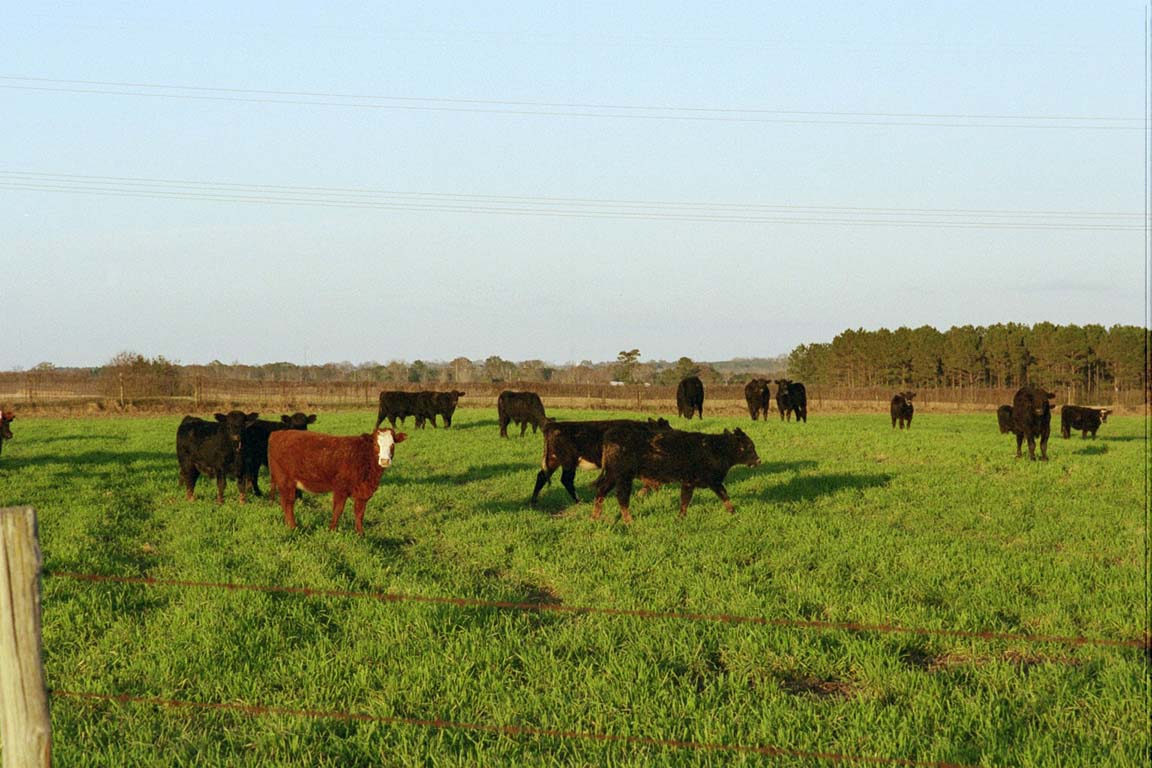 牛の放牧風景